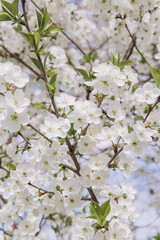 Obraz premium White cherry tree flowers blooming in spring