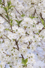 White cherry tree flowers blooming in spring