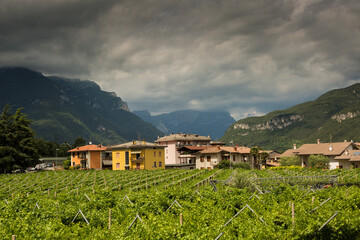 Obraz premium Rows of vineyards with grapes at sunset, panoramic view of wine farm in Northern Italy