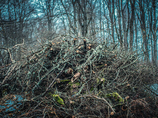 A large pile of sawn branches and logs covered in moss and lichen, set against a dense, leafless...