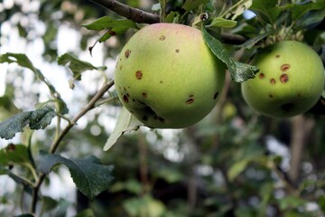 apples on a tree after hail