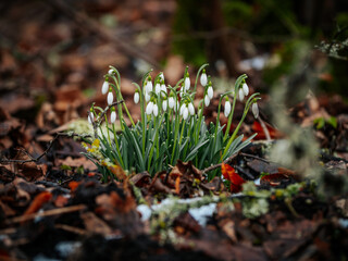 A cluster of delicate white snowdrops emerging from the forest groundcover, surrounded by fallen leaves and patches of moss. A sign of early spring, these flowers contrast beautifully with the earthy 