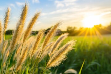 Obraz premium Golden grass field at sunset