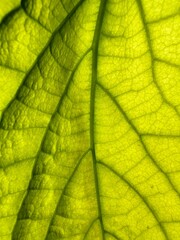 green leaf texture