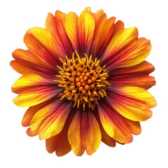 Obraz premium Gaillardia Flower isolated on transparent background