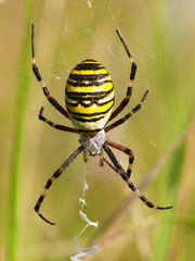 Crusader spider striped on a spider web in the grass