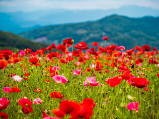高原に広がるポピーの花畑