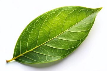 Obraz premium Single Bay Leaf on White, Minimalist Food Photography Stock Image