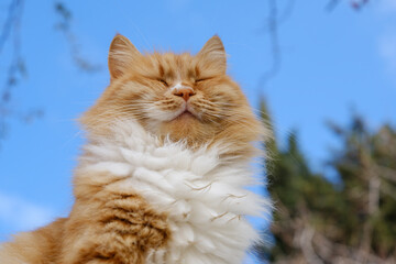 portrait of a beautiful ginger cat