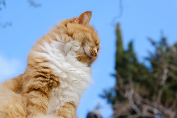 portrait of a beautiful ginger cat
