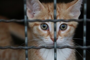 close-up head portrait of a small red and white kitten sitting behind bars in the animal shelter