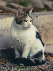 portrait of a cute cat