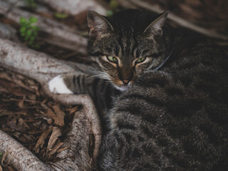 tabby cat resting