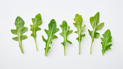 Fresh arugula leaves