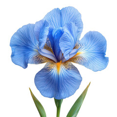 Iris Flower isolated on transparent background