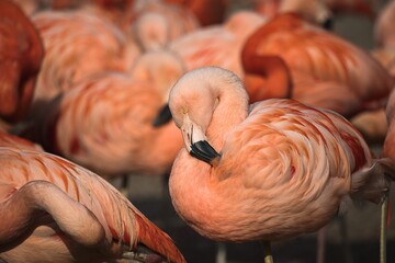 Few shots in Prague ZOO, Czech republic 