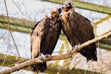 Few shots in Prague ZOO, Czech republic 