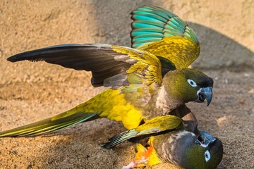 Few shots in Prague ZOO, Czech republic 
