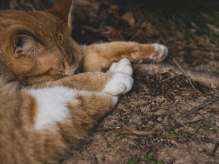 Beautiful cat sleeping in the garden