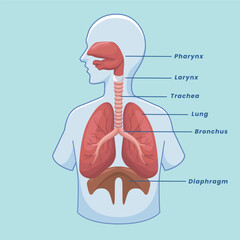 Human Respiratory System Organs. anatomy pharynx larynx trachea bronchus lungs diaphragm