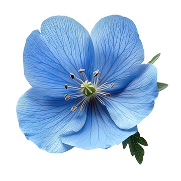 Linum Flower isolated on transparent background