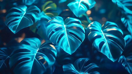Naklejka premium Teal Monstera Leaves Background, Tropical Foliage, Dark Setting, Design Element.