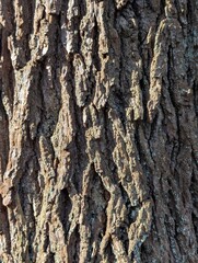 Detail of the trunk of an Oak Tree (Quercus)