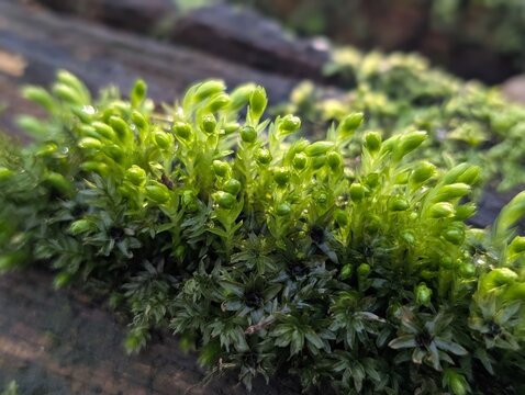 Swan's-neck Thyme-moss (Mnium hornum)