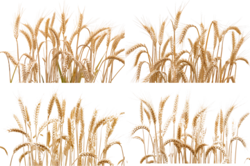 Golden Wheat Stalks Ready for Harvest Against White Background