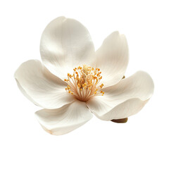 Magnolia Flower isolated on transparent background
