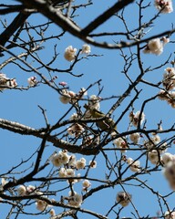 梅の花から吸蜜しているメジロ