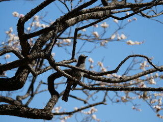 梅の木にとまっているヒヨドリ