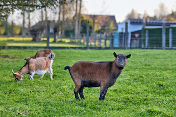 Three goats in a grassy field. One dark brown goat stands facing the camera, while two lighter goats with white and brown patches graze on the grass. Background includes trees, a fence, and buildings