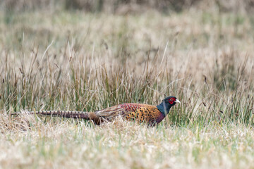 Male common pheasant (Phasianus colchicus), ring-necked pheasant, or blue-headed pheasant