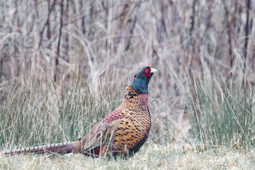 Male common pheasant (Phasianus colchicus), ring-necked pheasant, or blue-headed pheasant