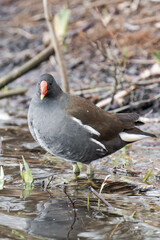 Young common moorhen (Gallinula chloropus) standing on the ground.