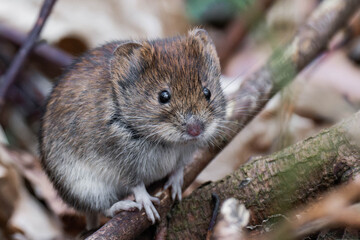 Bank vole (Clethrionomys glareolus) sitting on the ground.