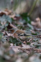 Female eurasian chaffinch, common chaffinch, or simply the chaffinch (Fringilla coelebs).