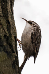 Short-toed treecreeper (Certhia brachydactyla) climbing on a tree.