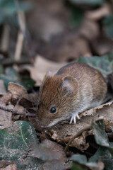 Bank vole (Clethrionomys glareolus) sitting on the ground.