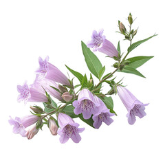 Penstemon Flower isolated on transparent background