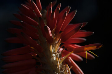 Aloe flower portrait point of view