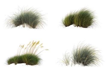 Obraz premium Serene Tuft of Grasses Against White Background