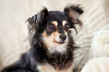 Small chihuahua with long, dark fur and light patches on chest, pointed ears, tousled fur, on light-colored textured fabric
