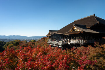 Naklejka premium 清水寺 紅葉