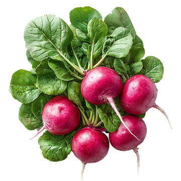 Red Beetroot with Green Leaves