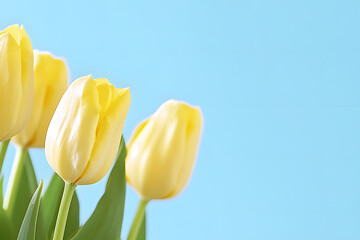 Obraz premium Beautiful flowers red tulips. Natural background Spring flowering tulips.