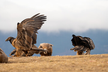 Bearded Vulture (Gypaetus barbatus) photographed in Spain