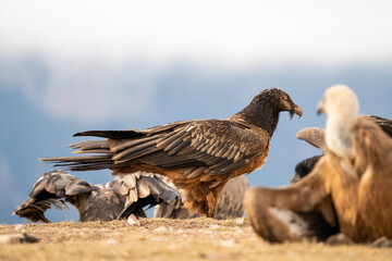 Bearded Vulture (Gypaetus barbatus) photographed in Spain