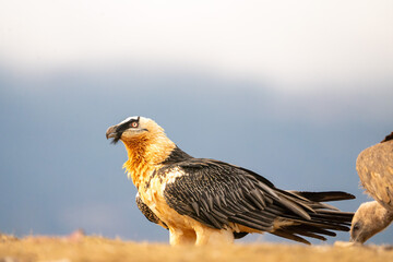 Bearded Vulture (Gypaetus barbatus) photographed in Spain
